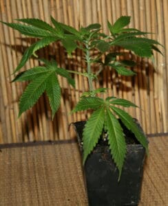 Blueberry Cannabis stecklinge