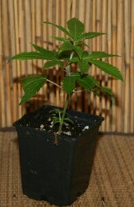 Cannabis stecklinge von Bruce Banner III