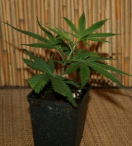 Cheese Cannabis stecklinge