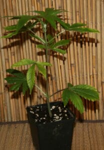 Gelato Cannabis stecklinge