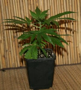 Green Crack Punch Cannabis stecklinge