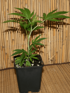 Jack Flash Cannabis stecklinge
