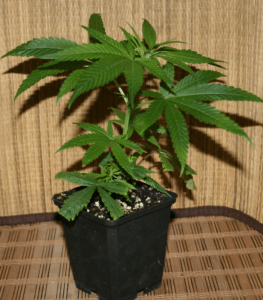 Cannabis stecklinge von Northern Lights 5x Haze