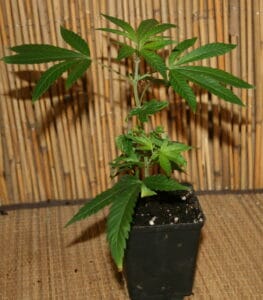 Cannabis stecklinge Red Hot Cookies