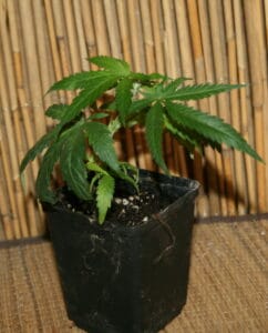 Rollercoaster Haze Cannabis steckling