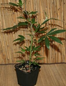 Cannabissteckling der Sorte Runtz