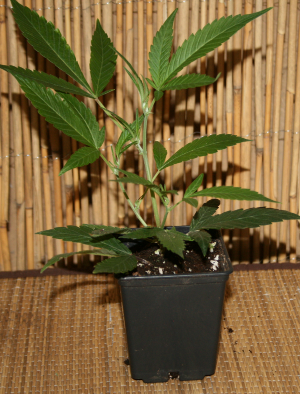 Zkittlez Cannabis stecklinge