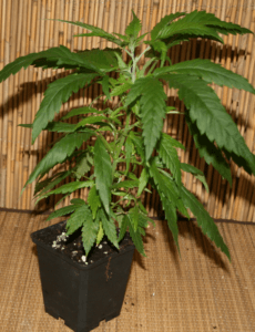 Colombian Jack Cannabis steckling
