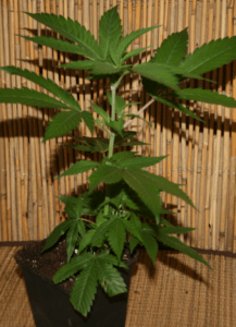 Critical Kush Cannabissteckling