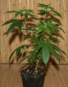 Cannabis Pflanze von Glookies