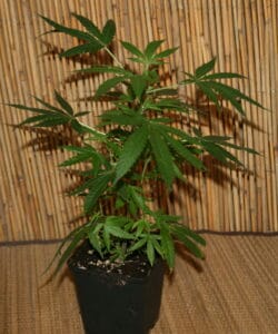 Cannabis Pflanze der Sorte Bruce Banner III