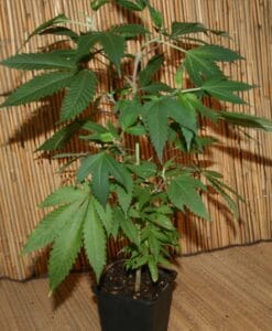 Blueberry Cannabispflanze