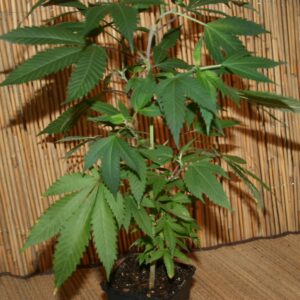 Blueberry Cannabispflanze