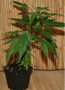 Ein Bild von einer Green Crack Punch Cannabispflanze