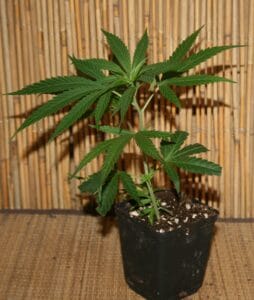 Cannabisstecklinge - Super Silver Haze