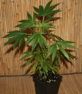 Cannabis Pflanze der Sorte Cheese