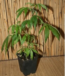 Cannabis Pflanze der Sorte Jack Flash #5