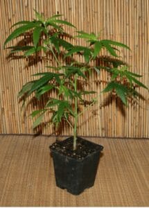 Cannabis Pflanze der Sorte Northern Lights 5X Haze