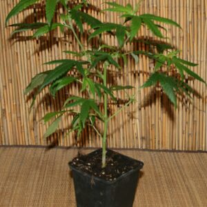 Cannabis Pflanze der Sorte Northern Lights 5X Haze