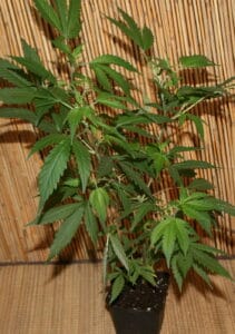 Purple Haze Cannabispflanze