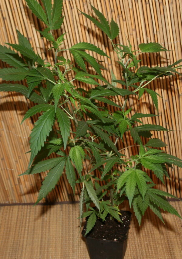Purple Haze Cannabispflanze