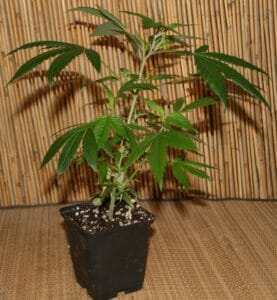 Cannabis stecklinge Red Hot Cookies