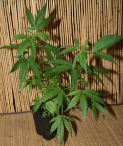 Cannabissteckling der Sorte Runtz