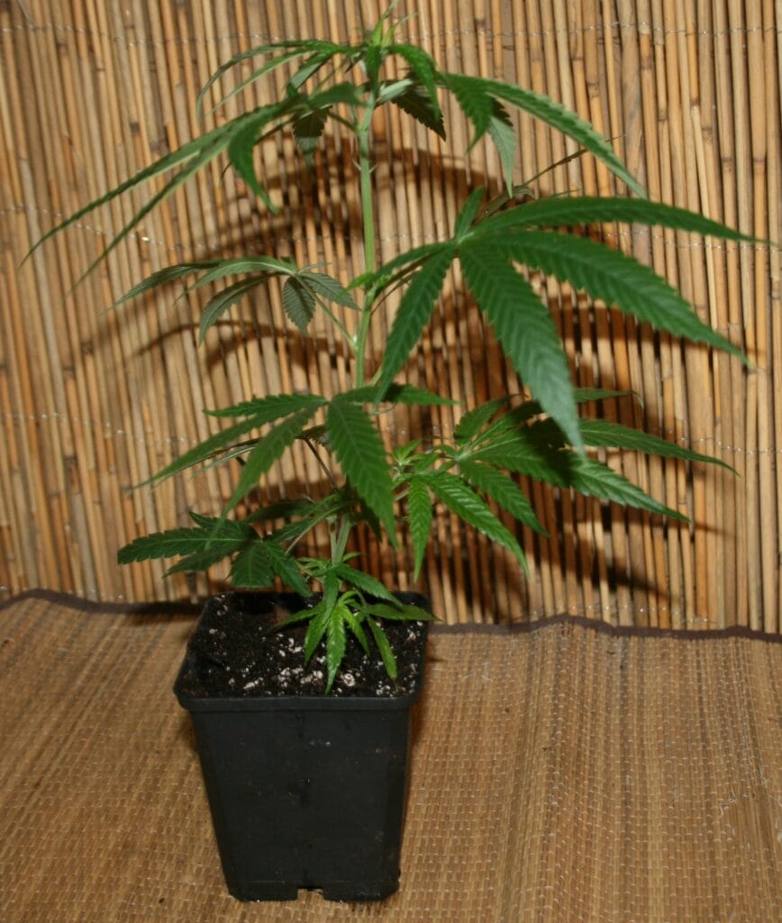 Cannabis Pflanze von Super Silver Haze