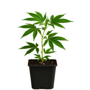 Jack Flash #5 Steckling