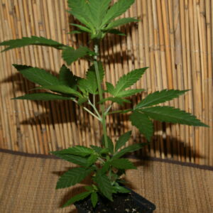 Amnesia Haze Steckling