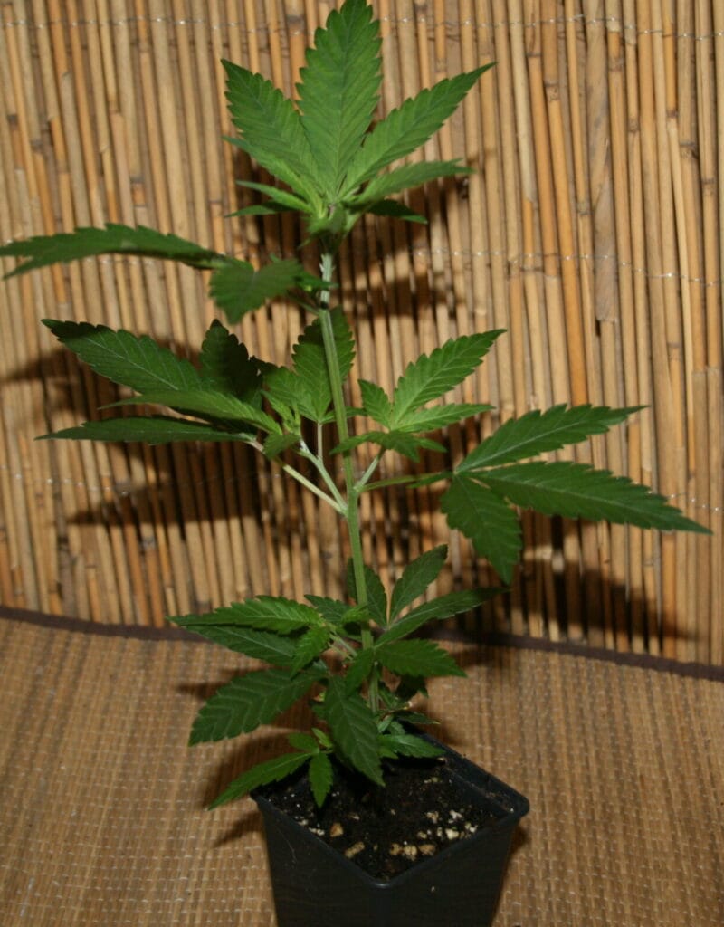 Amnesia Haze Steckling