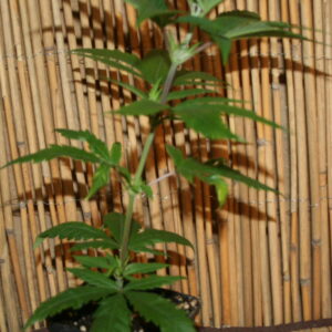 Kanini Asia Cannabissteckling