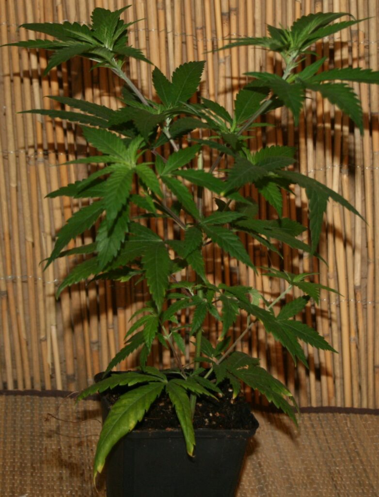 Kalinia Asia Cannabispflanze