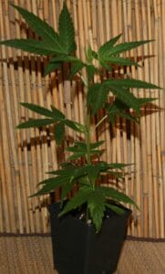 Whit Widow Cannabispflanze Steckling