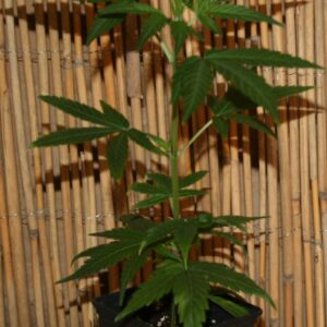 Whit Widow Cannabispflanze Steckling