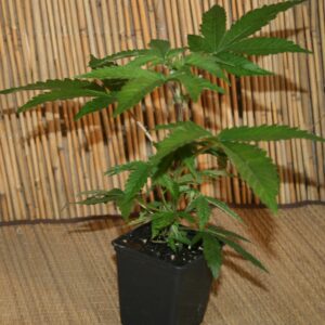 Wedding Cake Steckling