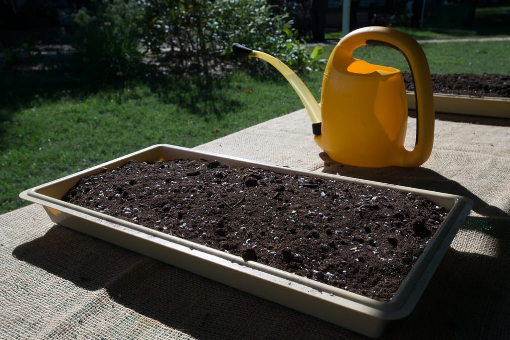 Anzuchtschale mit feuchtem Substrat und gelber Giesskanne auf einem Gartentisch
