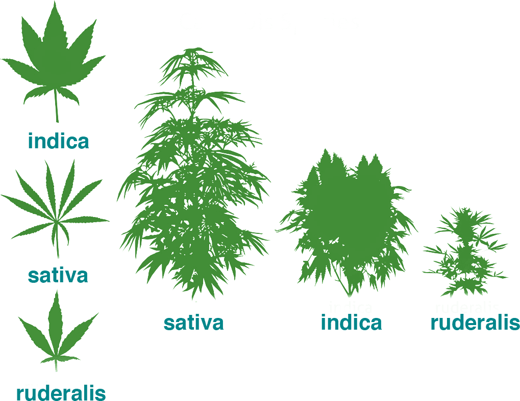 Schematischer Vergleich von Indica, Sativa und Ruderalis nach Blattform und Wuchsform