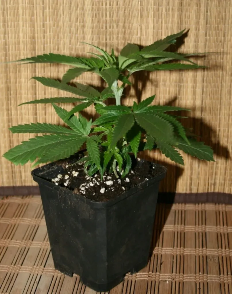cannabis stecklinge kaufen bsp